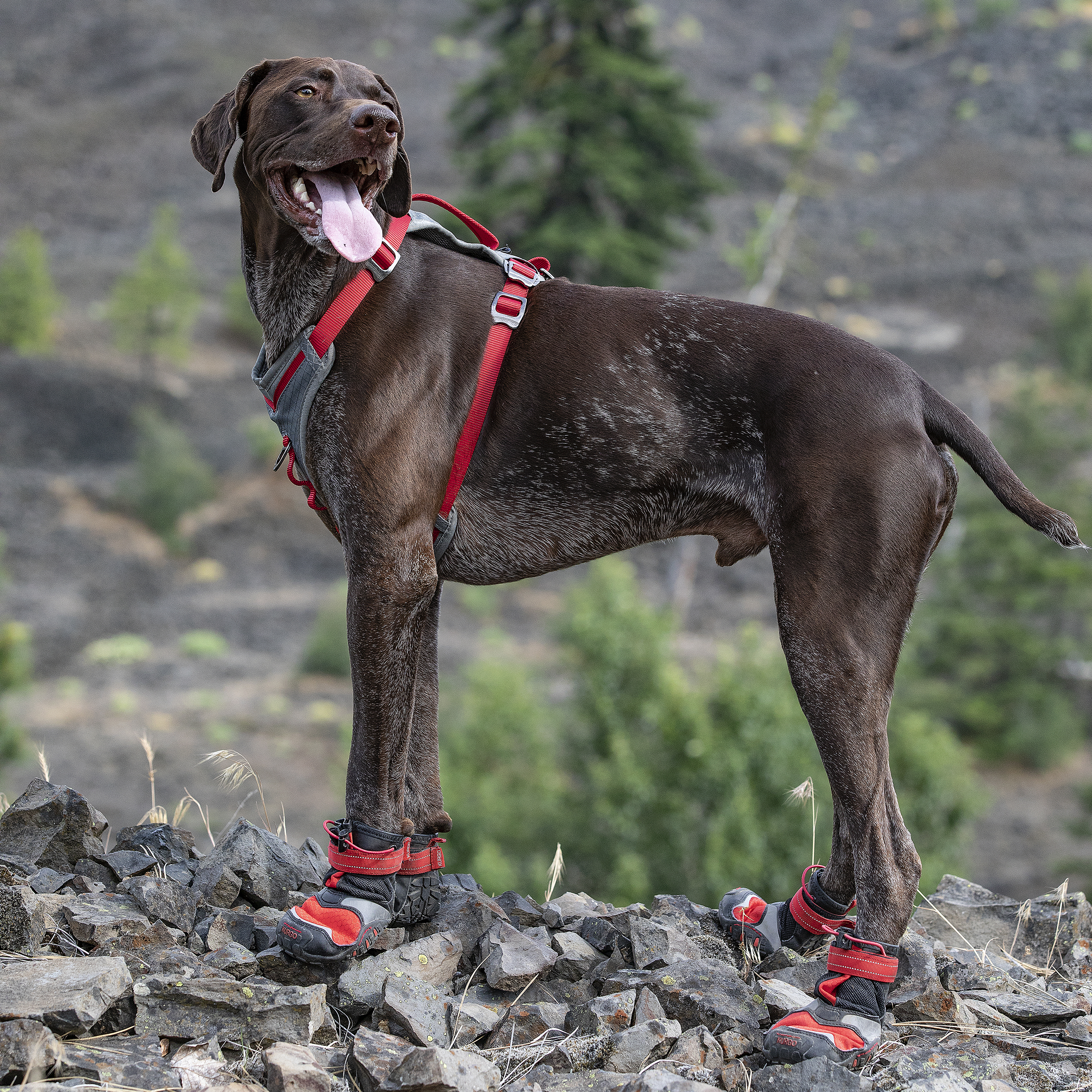 Blaze Cross Dog Shoes - Image 4