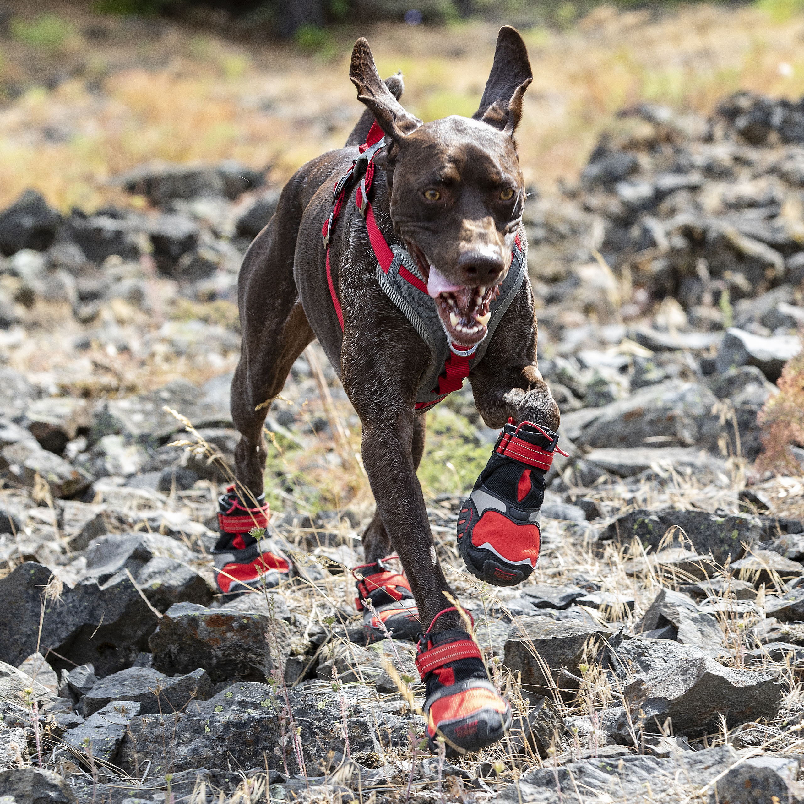Blaze Cross Dog Shoes - Image 5