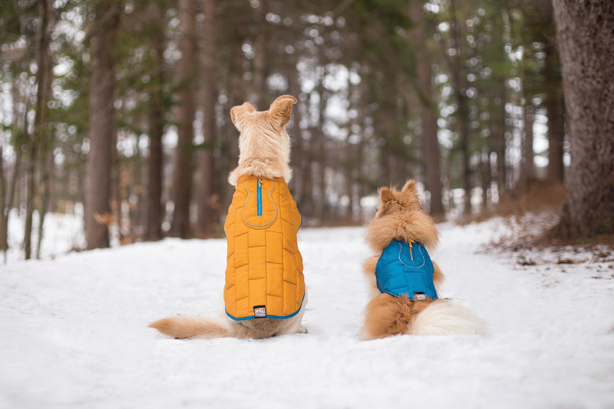 Loft Dog Jacket - Image 4