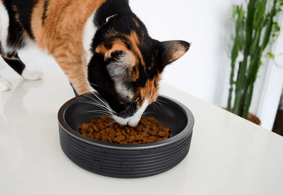 Platos para gatos | Duo Bowl Black