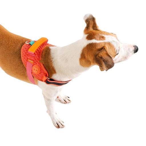Gazelle | Flyharness - Image 5